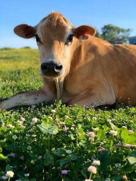 calf+pic+41