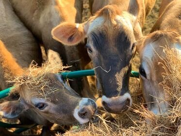 calf+pic+44