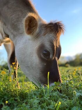 calf+pic+47