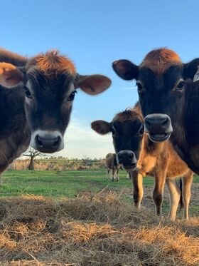 calf+pic+57